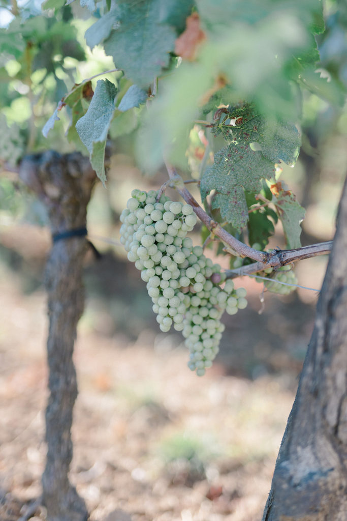 Grappe raisin blanc dans les vignes saint emilionmis en scène par la wedding planner Amélie Pichon Weddings